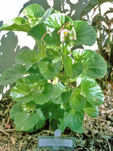 B. cucullata var. spatulata